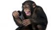 Primates que ‘ven’ el sonido