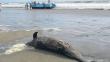 Más de 200 delfines aparecen muertos en Lambayeque