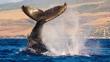Ruidos afectarían salud de ballenas