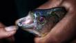 Bañistas fueron atacados por peces carnívoros en Brasil