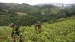 Perú espera erradicar 30 mil hectáreas de coca