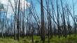 EE.UU. sufrirá una grave deforestación