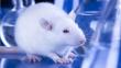Ratones 'avatar’ para curar males