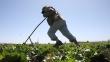 Gana Perú propone salvaguarda al agro