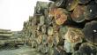Perú exporta a Estados Unidos madera en peligro de extinción