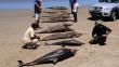 Virus sería causa de la muerte de delfines al norte del Perú