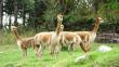 Cusco: Hallan 39 vicuñas muertas sin piel
