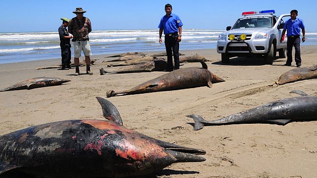 Más de 3,000 delfines han aparecido muertos en lo que va del año. (Perú21)