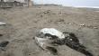 Aparecen pelícanos muertos en las playas de la capital