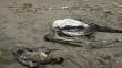 Emiten alerta para no acudir a playas de Lima por muerte de fauna