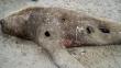 Hallan más de 30 lobos marinos muertos en costa chilena
