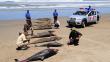 Ejecutivo asegura que delfines y pelícanos murieron por causas naturales