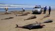 Mortandad de delfines se debió a ‘causas naturales’