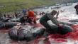 Sangrienta caza de ballenas en Dinamarca
