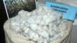 Sunat decomisó algodón valorizado en S/.900 mil en Ica
