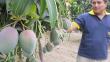 El 70% de producción de mango se exporta
