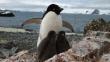 'Depravadas’ conductas de pingüinos