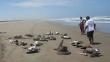 Trujillo: Hallan 61 aves muertas en playas
