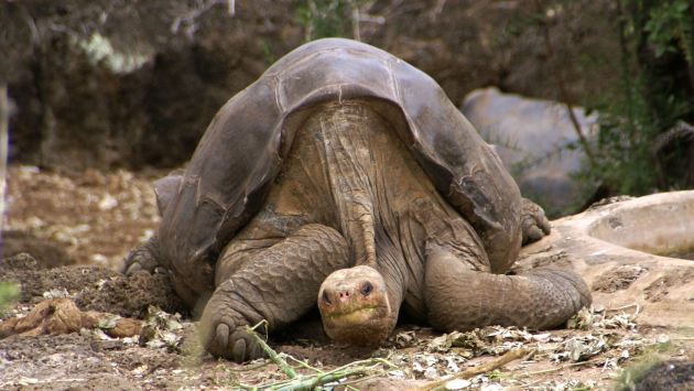 La muerte de la tortuga ha causado gran pesar en los amantes de la naturaleza. (Wikipedia)