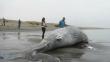 Chiclayo: Hallan ballena muerta en playa
