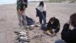 Unos 500 pingüinos muertos en Brasil