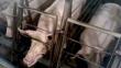 Impactante reportaje sobre crianza de cerdos busca detener crueldad con animales