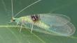 Semachrysa Jade, nueva especie de insecto hallada gracias a Flickr