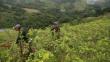 Existen más de 38 mil hectáreas de sembríos de coca en Loreto