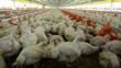 Buscan alternativas para evitar que alza de insumos afecte precio del pollo
