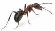 Las hormigas tienen un olfato poderoso