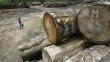 Se pierden 230 mil hectáreas de bosque en San Martín