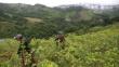 Alarmante: Perú es el primer productor de hoja de coca