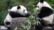 Afirman que hombre prehistórico chino comía carne de oso panda
