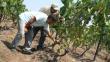 Más de 130 trabajadores intoxicados por pesticida en Ica