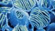 Sustituyen ADN mitocondrial defectuoso por uno sano en óvulos humanos