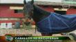 Ocho caballos se recuperan de las lesiones sufridas en La Parada