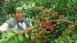 Producción de café peruano caería 25% por escasez de mano obra y por plaga