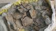 China: Hallan fósiles de tortugas jurásicas