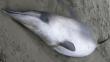 Identifican el cetáceo más enigmático del mundo en Nueva Zelanda