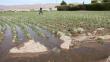 Sector agricultura usa 86% del agua en el país, pero eficiencia llega al 35% 