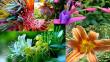 Flores exóticas: negocio próspero