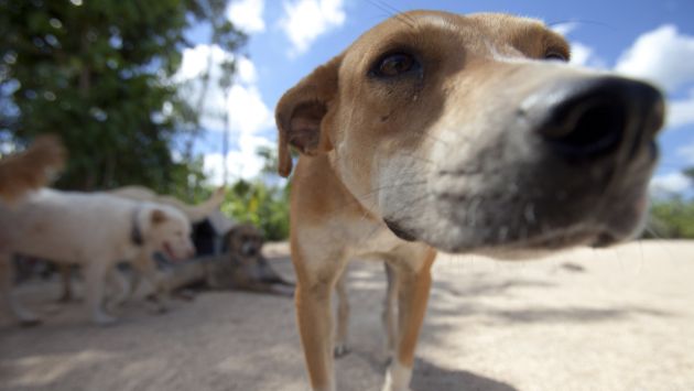 ‘SALVAVIDAS’. Canes acertaron en el 70 por ciento de los casos. (Reuters)