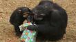 Santuario para ‘chimpancés retirados’ peligra por falta de recursos