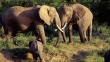 Milicia busca proteger vida salvaje y turismo en Kenia