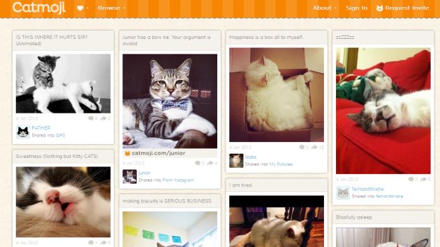 Catmoji é a primeira rede social para amantes de gatos