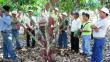 Fortalecerán la cadena productiva del café y cacao en Huánuco 