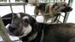 Taiwán: Hallan 435 penes disecados de perros en un matadero ilegal