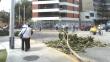 Árbol se desplomó en Miraflores y dañó vehículo