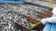 Multan a seis grandes pesqueras por extraer anchovetas juveniles