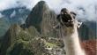 Foto de llama en Machu Picchu es sensación en redes sociales